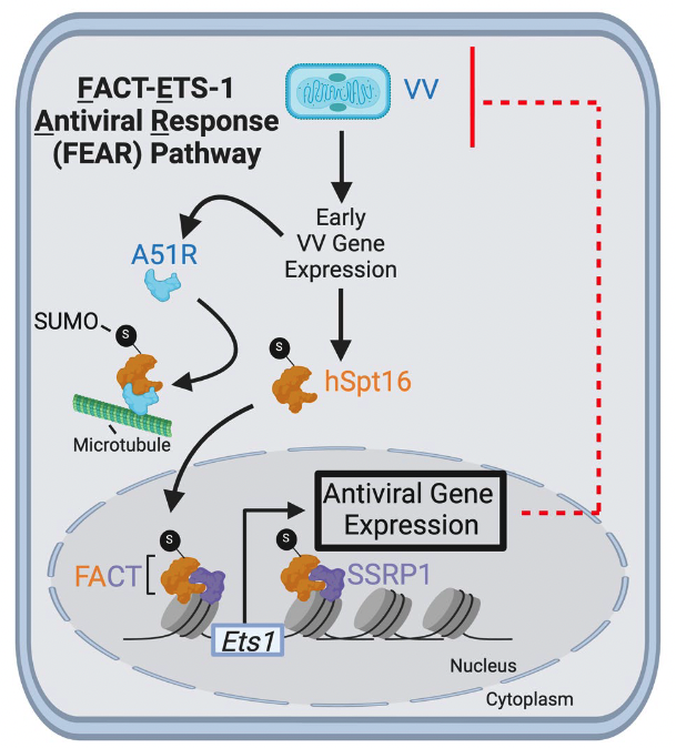 FEAR Pathway